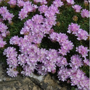 Zartrosa Blüten der Grasnelke Armeria caespitosa auf dichtem grünen Laub, ideal für Steingärten und Stauden.