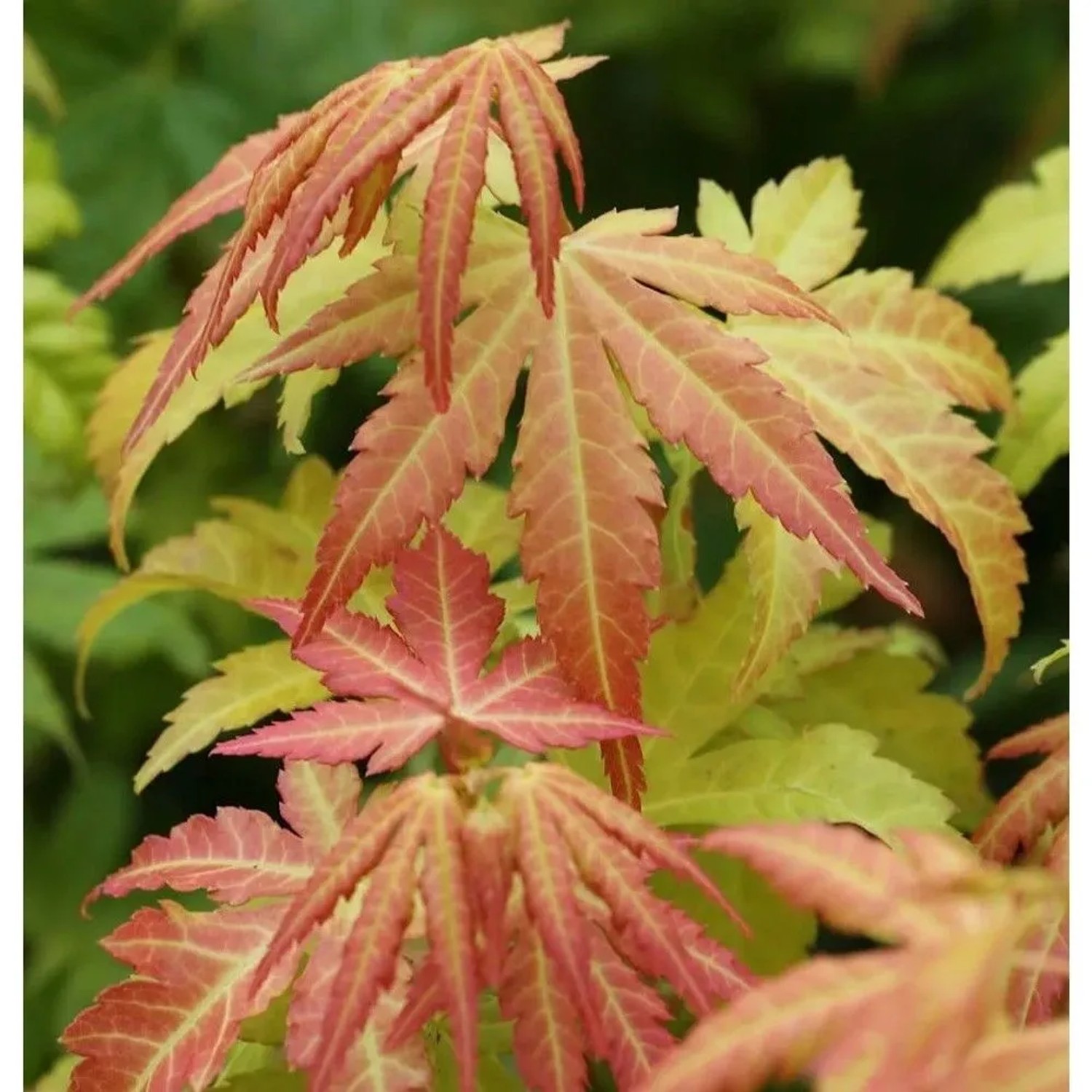 Fächerahorn Orange Dream 60-80cm - Acer palmatum
