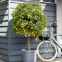 Elho Universal Untersetzer, Ø 25cm, Anthrazit, unter einem Orangenbaum im Topf.