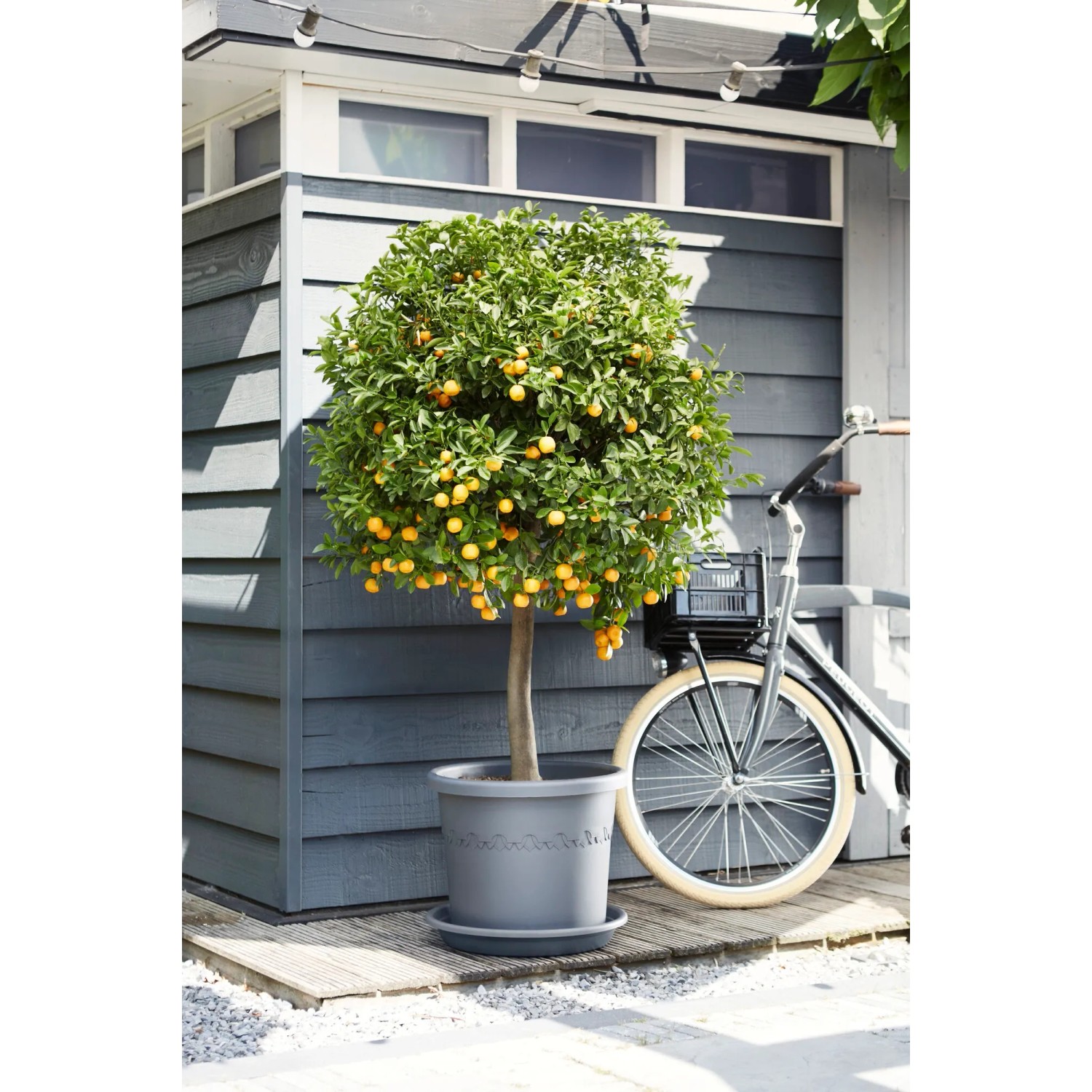 Elho Universal Untersetzer, Ø 25cm, Anthrazit, unter einem Orangenbaum im Topf.