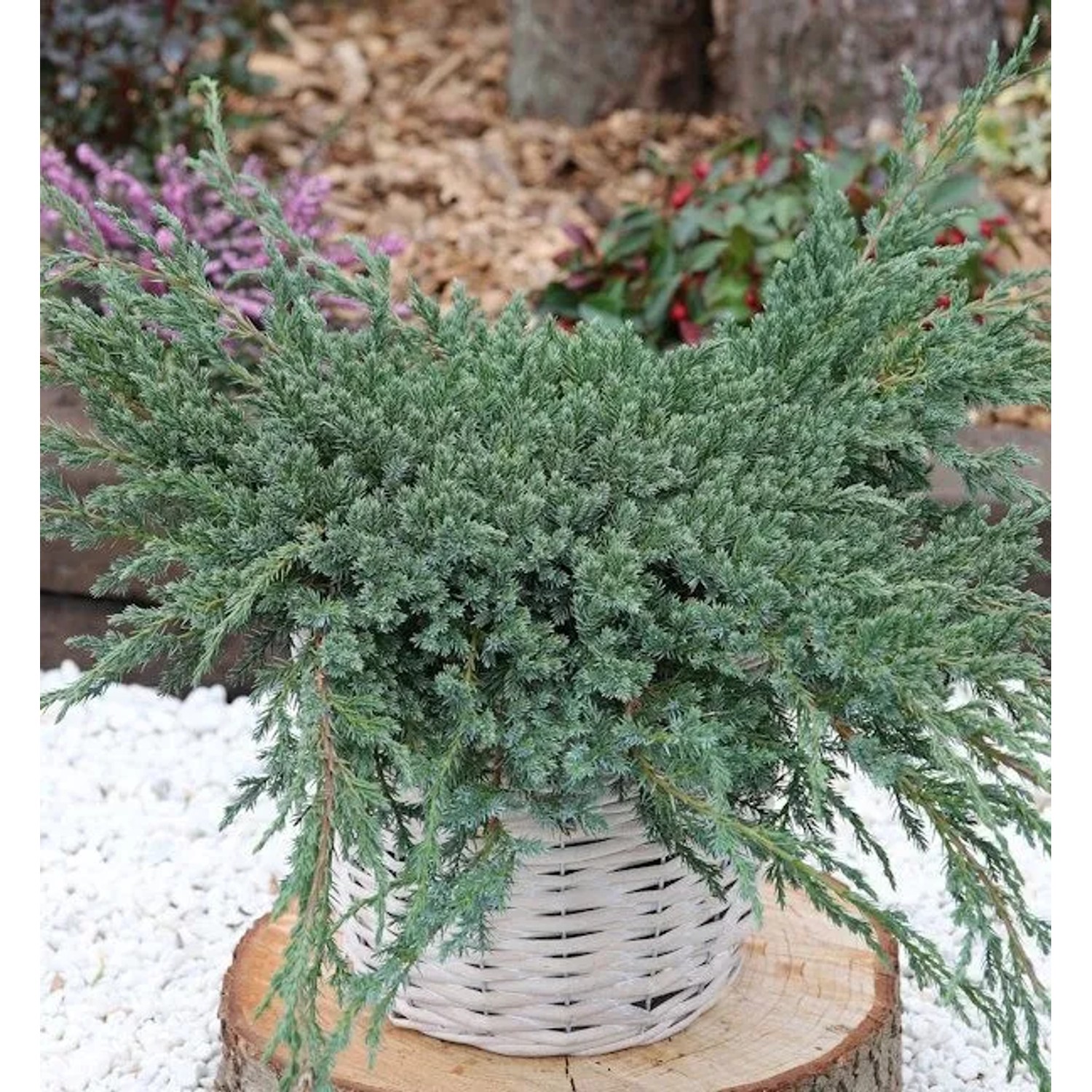 Blauer Teppichwacholder 30-40cm - Juniperus squamata