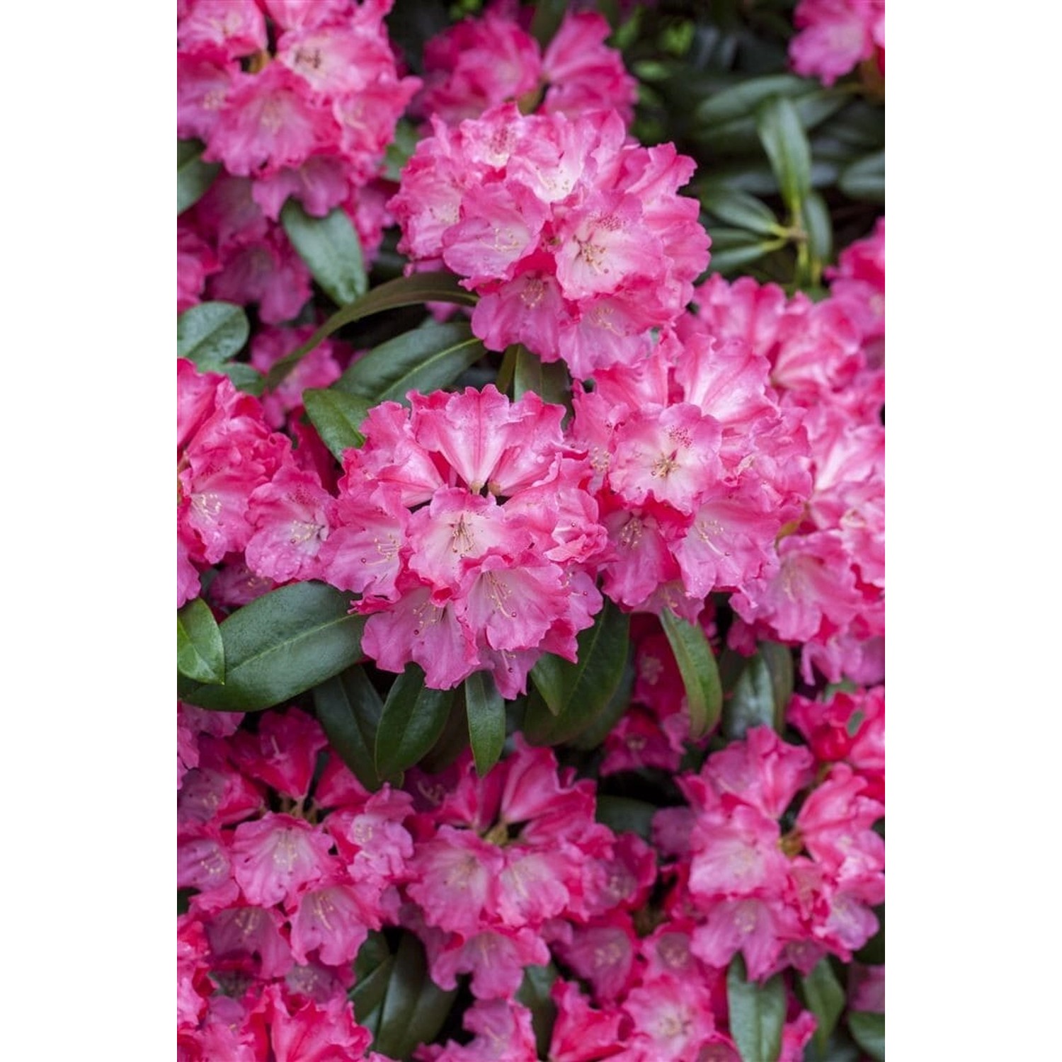 Rhododendron Hybr. Germania Inkarho Rosa Blüten 90–100 cm günstig online kaufen