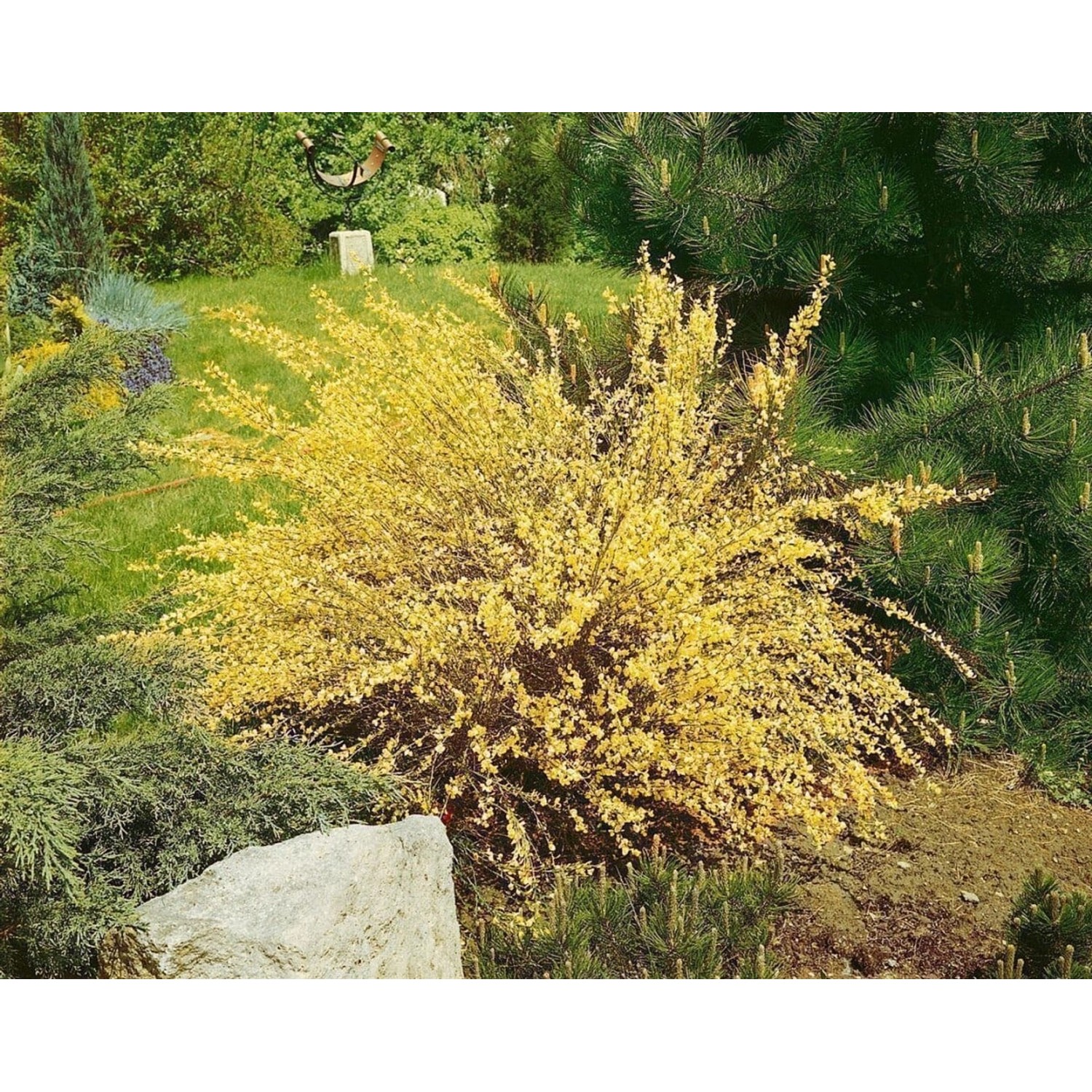 Cytisus Praecox Warminster Besenginster Gelb 40–50 cm günstig online kaufen