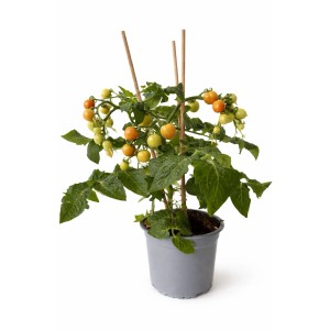 Kompakte Balkontomate im Topf mit roten und grünen Tomaten, gestützt von Holzstäben.