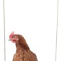 Braunes Huhn sitzt auf einer Hühnerschaukel aus Holz, Zubehör für Geflügel.