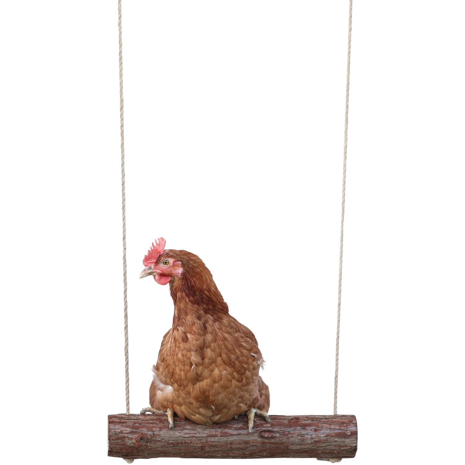 Braunes Huhn sitzt auf einer Hühnerschaukel aus Holz, Zubehör für Geflügel.