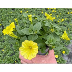 Hängende, gelbe Grow by OBI Petunie im Topf, ideal für Balkon und Garten.