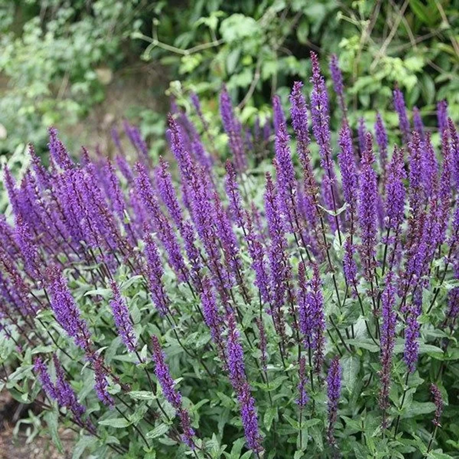6 x Salbei 'Caradonna' Salvia nemorosa Topf 9cm Schmetterlingspflanze