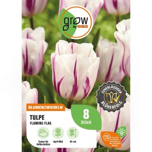 8er Pack Tulpe 'Flaming Flag' von GROW by OBI, weiße Blüte mit purpurnen Streifen.