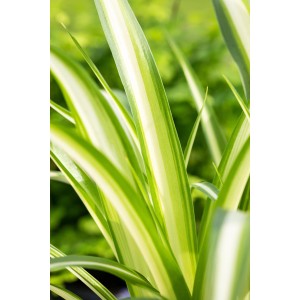 Grünlilie 'Variegatum' im Topf, eine dekorative und pflegeleichte Grünpflanze mit grün-weißen Blättern.