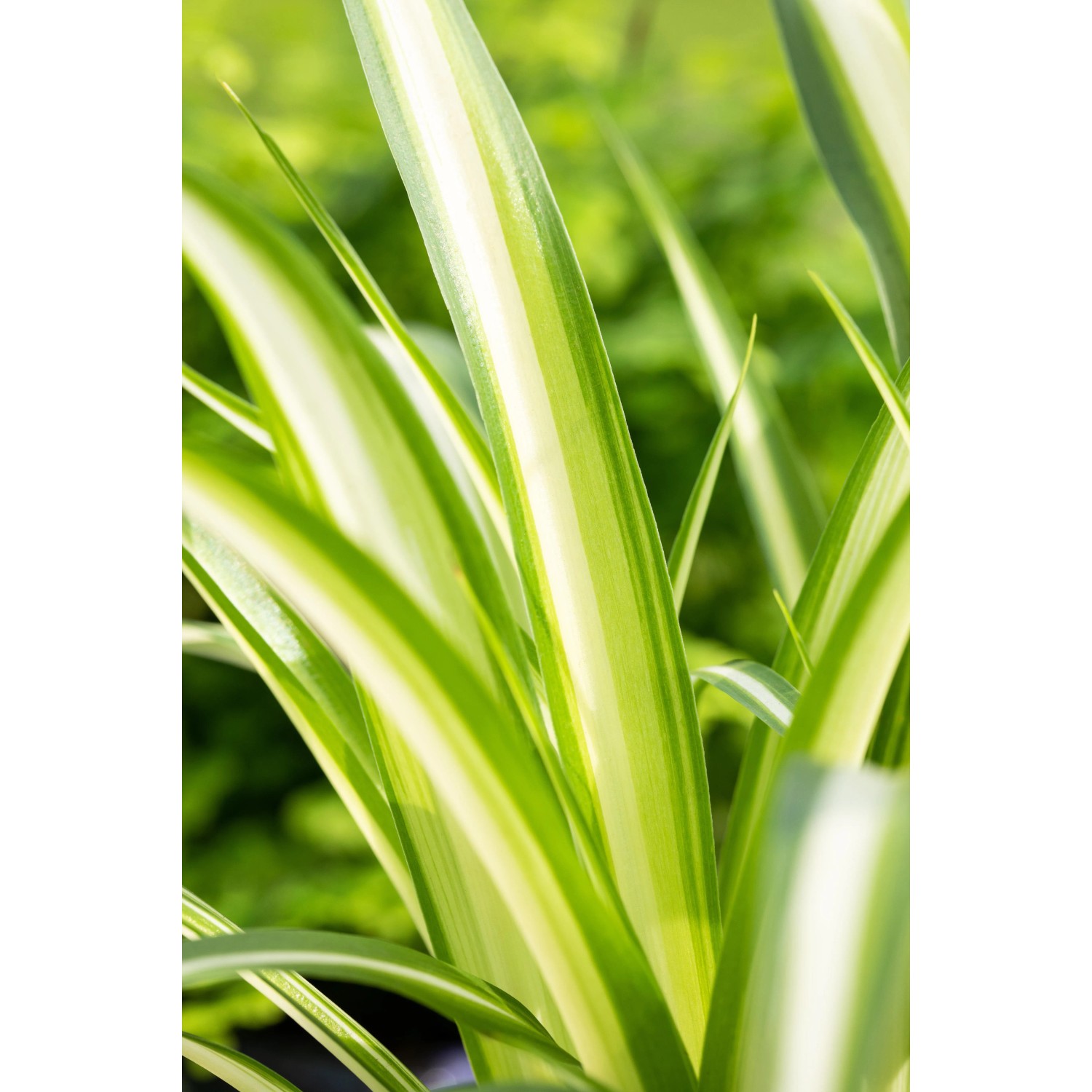 GROW by OBI Grnlilie Futter fr Meerschweinchen Variegatum Topf- 12 cm  kaufen bei OBI