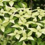 Nahaufnahme des blühenden Japanischen Blumen-Hartriegels 'Schmetterling'.