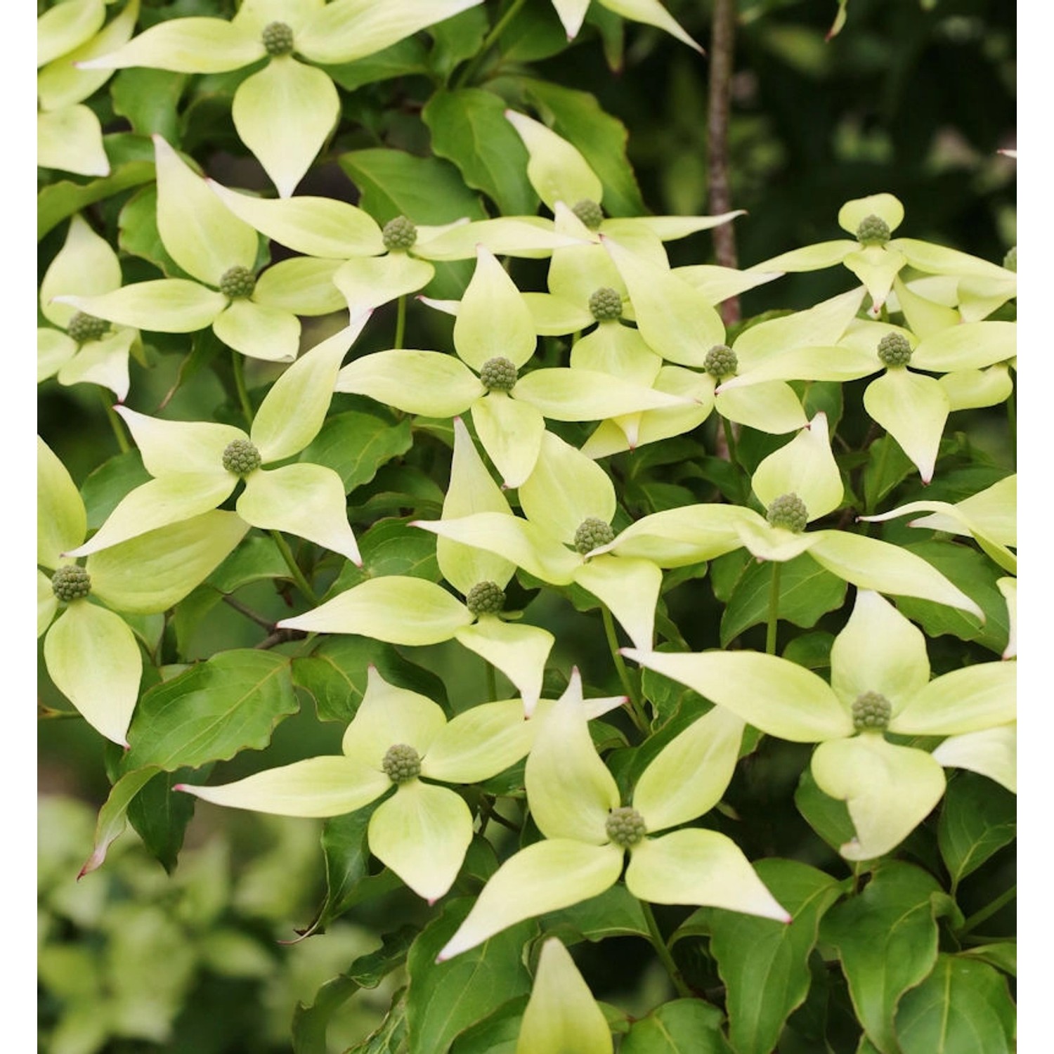 Japanischer Blumen Hartriegel Schmetterling 40-60cm - Cornus kousa günstig online kaufen