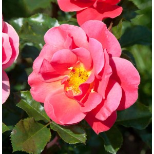 Nahaufnahme einer rosa Edelrose Melusina mit gelber Mitte und grünen Blättern.