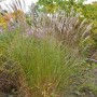 Chinaschilf Beth Chatto - Miscanthus sinensis