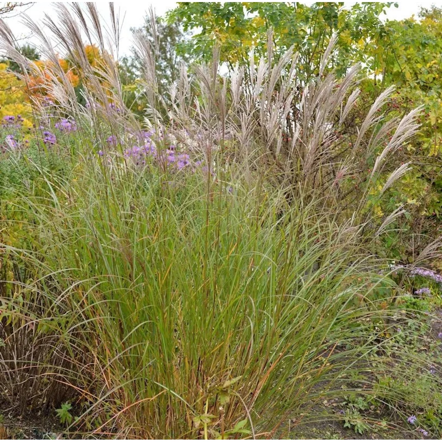 Chinaschilf Beth Chatto - Miscanthus sinensis
