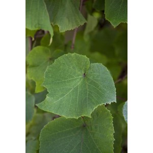 Nahaufnahme: Grüne Blätter des Zierweins Vitis Vinifera Coignetiae, einer Kletterpflanze.