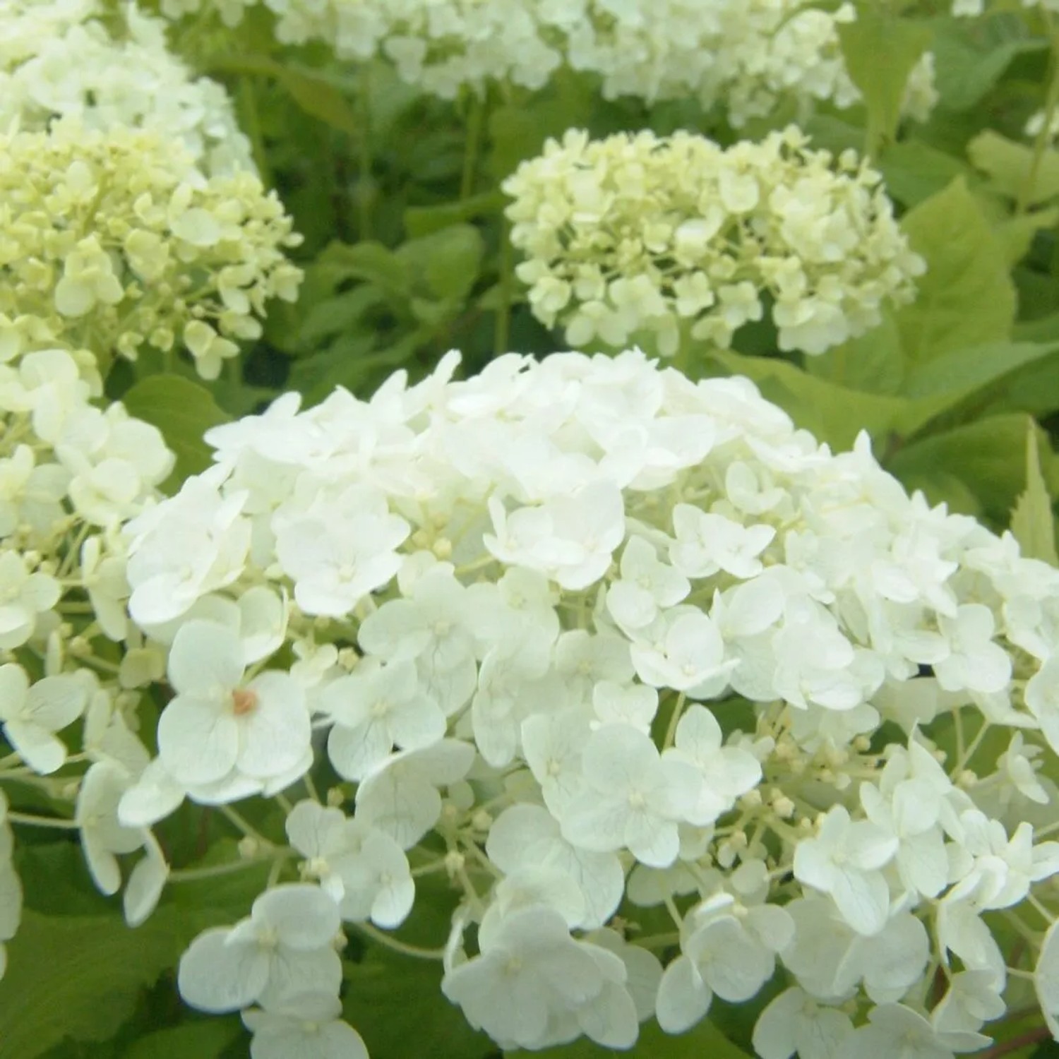 Wald-Hortensie 'Annabelle' Hydrangea arborescens 60 bis 80 cm im Container Reichblühend