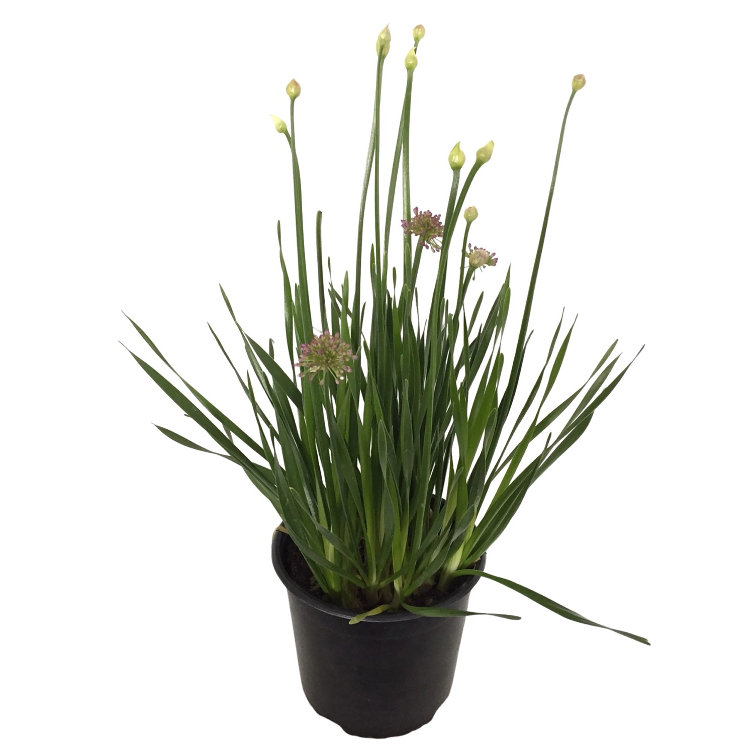 Zierlauch "Millenium" Lila TopfØ ca. 19 cm Allium senescens kaufen bei OBI
