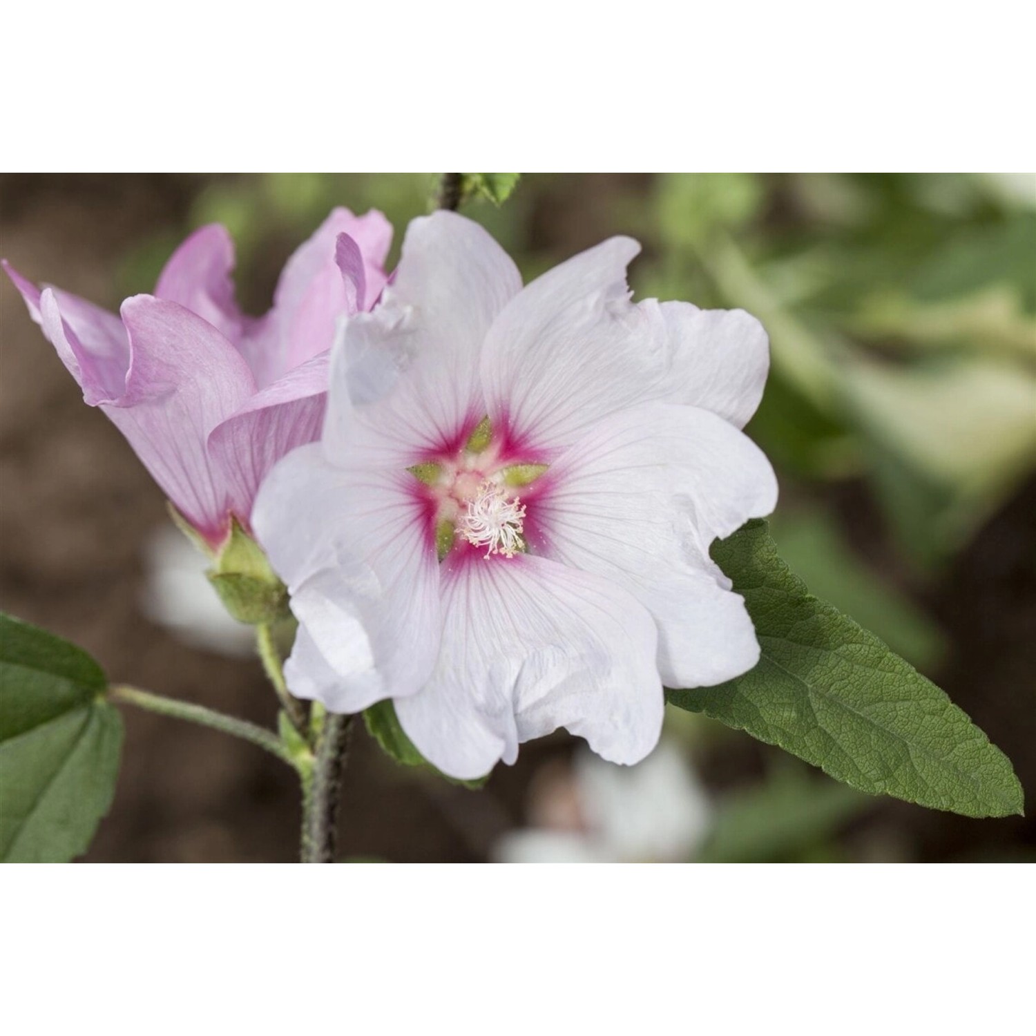Lavatera X Olbia Buschmalve Ca 11x11 cm Topf günstig online kaufen