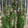 Rosa Clematis Montana Rubens Berg-Waldrebe, ca. 100-150cm hoch, an Rankhilfe.