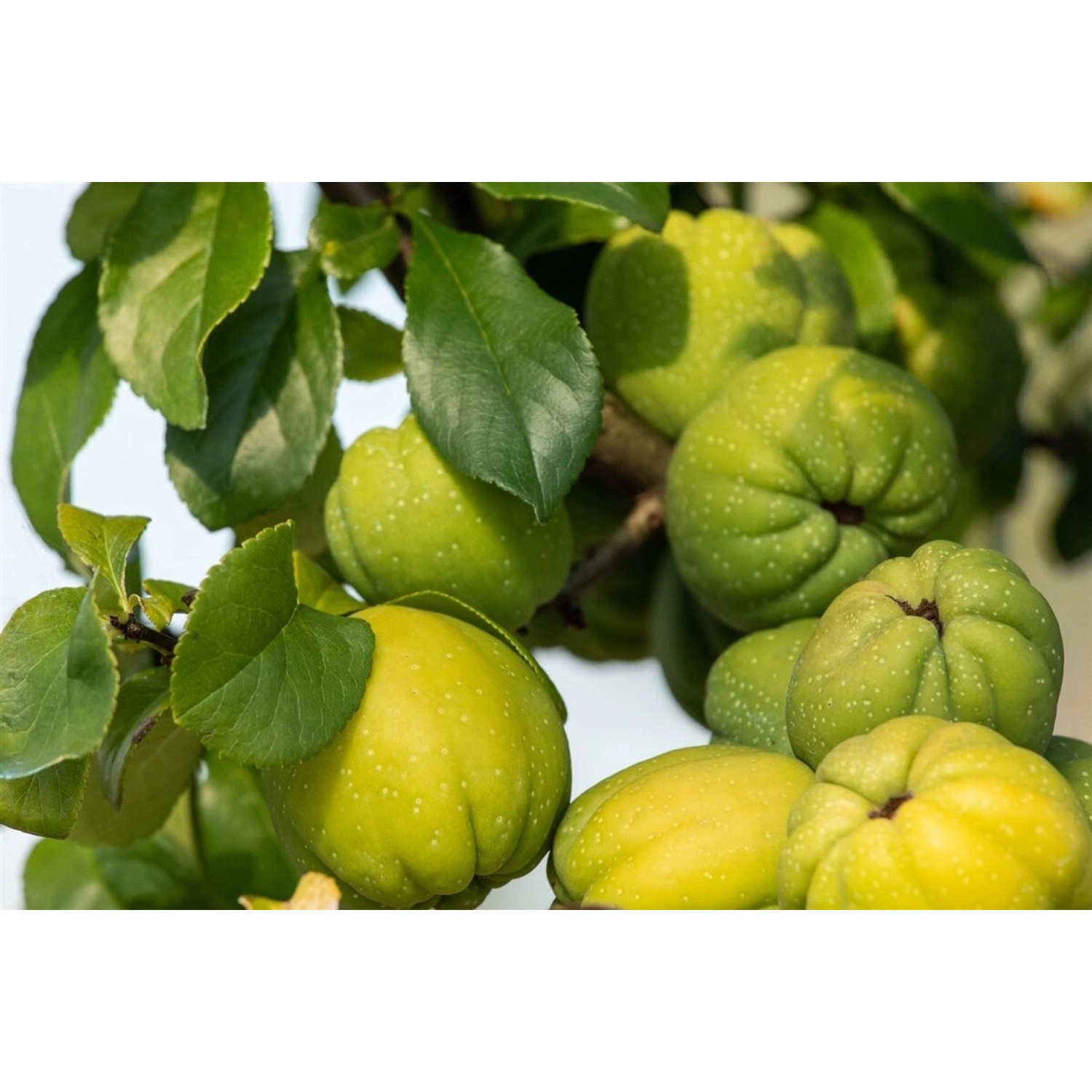 Chaenomeles Cameo Zierquitte Apricotfarben 40–60 cm günstig online kaufen