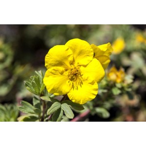 Nahaufnahme einer leuchtend gelben Blüte des Potentilla Goldfinger Fingerstrauchs.