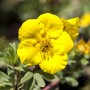 Nahaufnahme einer leuchtend gelben Blüte des Potentilla Goldfinger Fingerstrauchs.