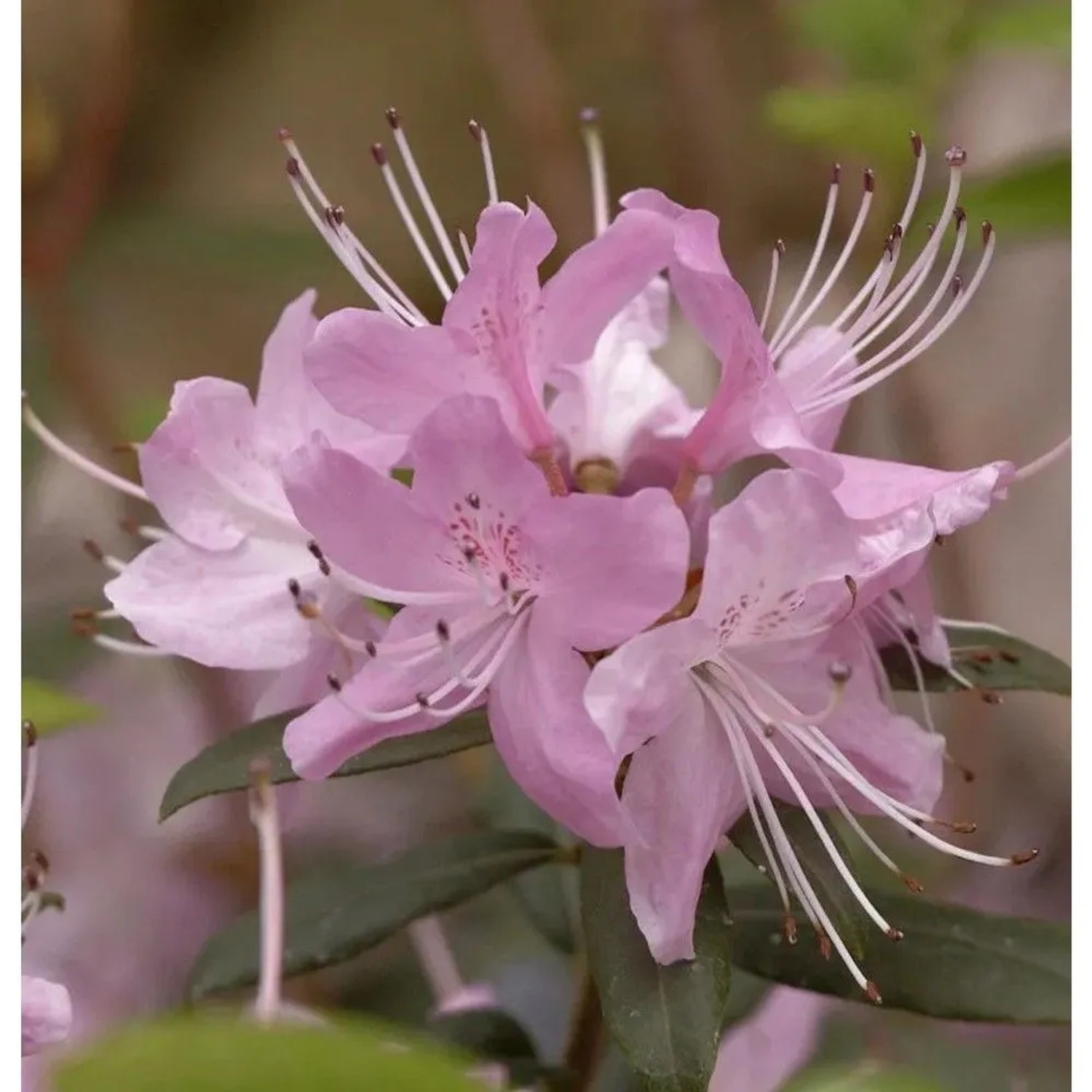 Rhododendron davidsonianum 40-50cm