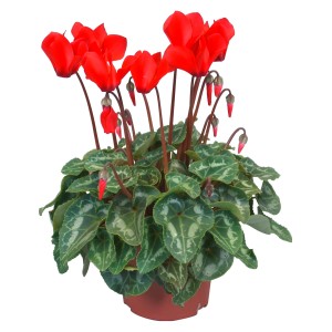 Rotes Alpenveilchen "Midi" im 10,5 cm Topf. Dekorative Zimmerpflanze mit grünen Blättern.