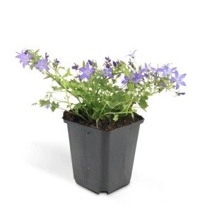 Glockenblume 'Stella' im 9cm Topf, ein blühender Bodendecker für Steingärten. Blaue Blüten.