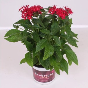 Fünfzahlstrauch 'BeeBright Red' im Topf, rote Blüten, grüne Blätter. Sommerpflanze für Beet und Balkon.