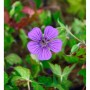 Violette Blüte des Storchenschnabel Pink Penny (Geranium wallichianum) im Detail.