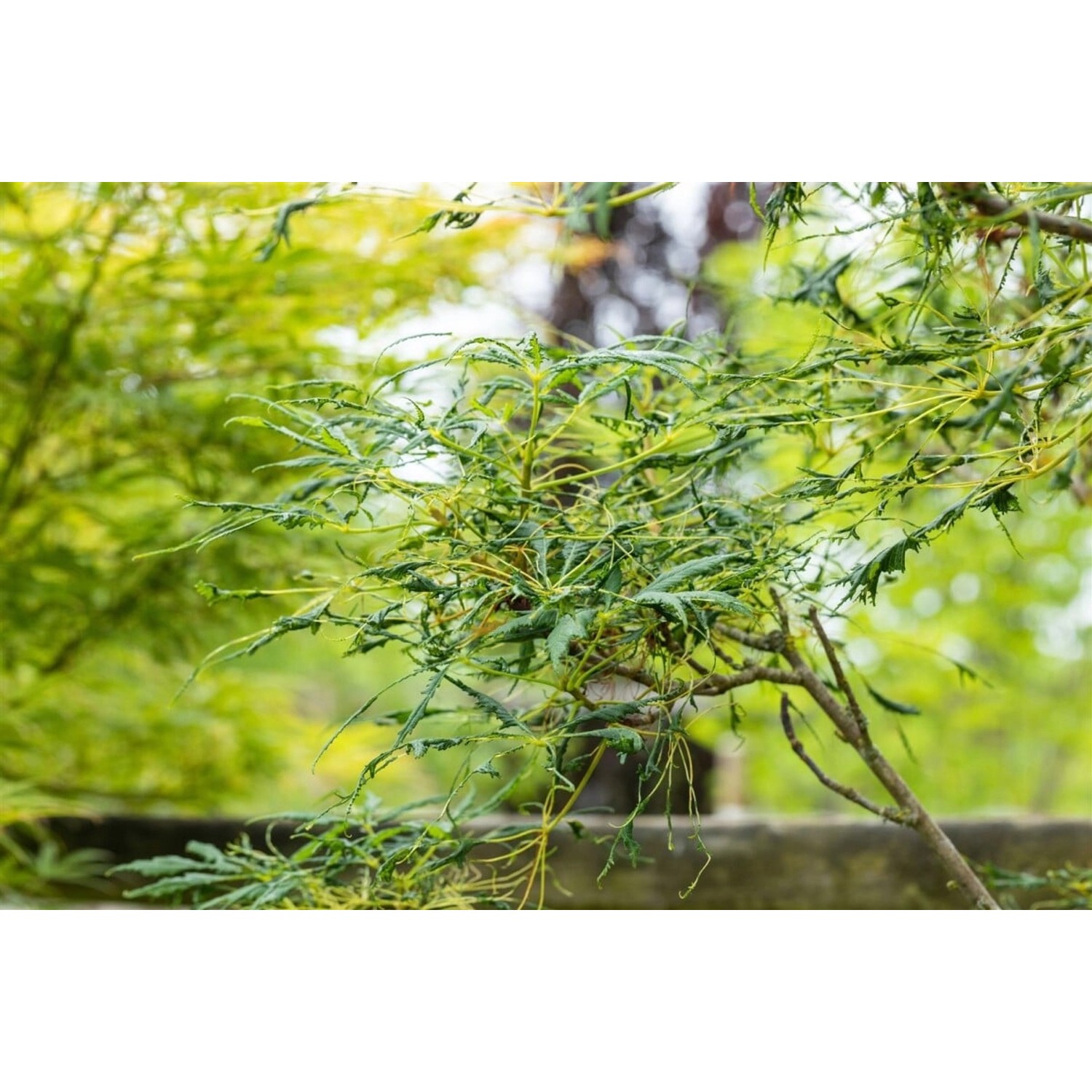 Junge, gefiederte Rosskastanie (Aesculus Hippocastanum Laciniata) mit filigranen Blättern.