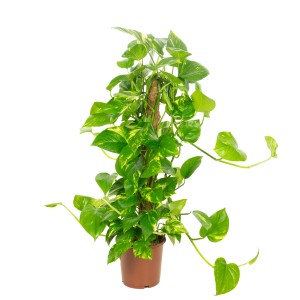 Efeutute mit Moosstab im Topf: Grünpflanze mit gelb-grünen Blättern, ca. 75 cm hoch.