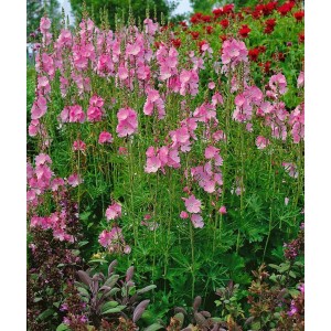Rosa Rosenmalve (Sidalcea Malviflora Rosanna) im 9x9 cm Topf, blühende Staude für sonnige Standorte.