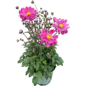 Buschwindröschen Rosa im Topf, ca. 35 cm hoch. Herbst-Anemone mit rosa Blüten.