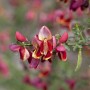 Nahaufnahme des rot-gelben Besenginsters 'Criterion'. Blühende Zimmerpflanze mit filigranen Blüten.