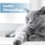 Graue Katze entspannt, Produkt für sanfte Ohrenpflege Felisept im Fokus.