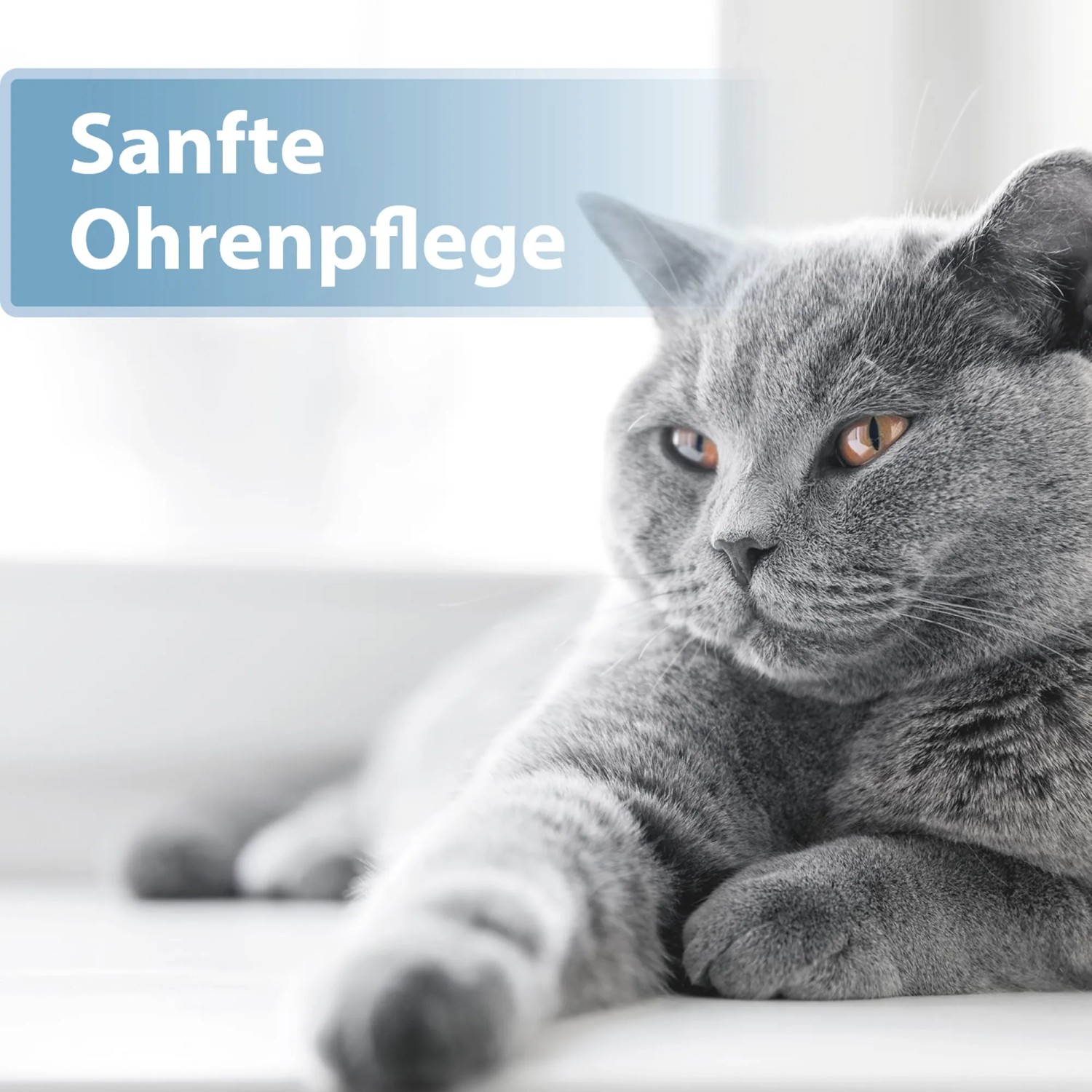 Graue Katze entspannt, Produkt für sanfte Ohrenpflege Felisept im Fokus.