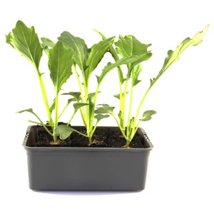 6er Schale Kohlrabi Delikatesse Weiß (Brassica oleracea) von GROW by OBI mit grünen Blättern.