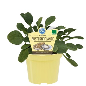 Blu Bio-Austernpflanze im Topf, grüne Blätter. Mertensia maritima für den Garten.