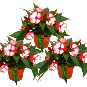 Set aus 3 Edel-Lieschen (Impatiens Neu-Guinea) im 12cm Topf, rot-weiße Blüten.