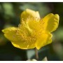 Nahaufnahme einer gelben Blüte des Kanadischen Johanniskrauts (Hypericum kalmianum).