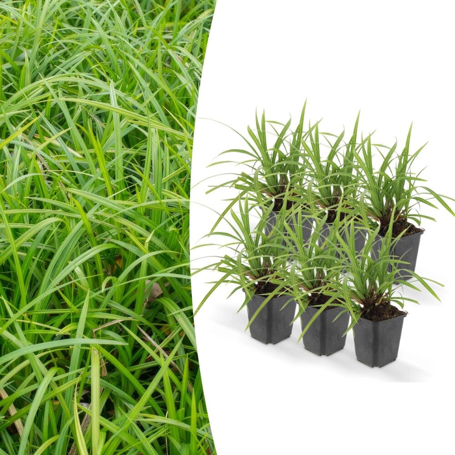 Exotenherz Ziergras Japanische Teppich-Segge Carex Morrowii Irish Green 9cm günstig online kaufen