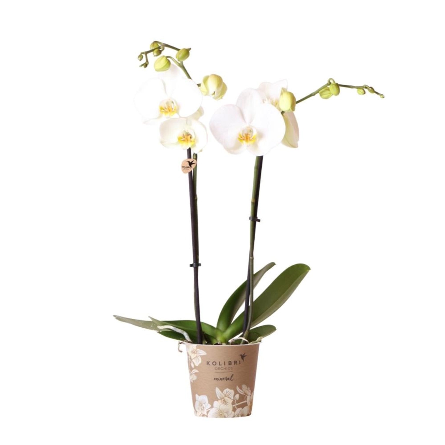 Kolibri Weiße Phalaenopsis Orchidee Dame Blanche Topfgröße 12cm Frisch Vom Züchter