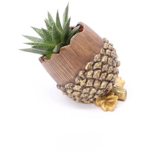 Haworthie im Nuss-Gefäß, Blattschmuckpflanze für Innen, Topf ca. 16cm.