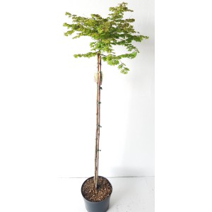 Kugel-Mammutbaum 'Matthaei Broom' als Stämmchen im Topf, ca. 170cm hoch.