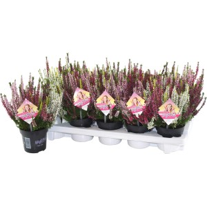 Besenheide Beauty Ladies fünffarbig im Topf, Eriken und Callunen Mix.