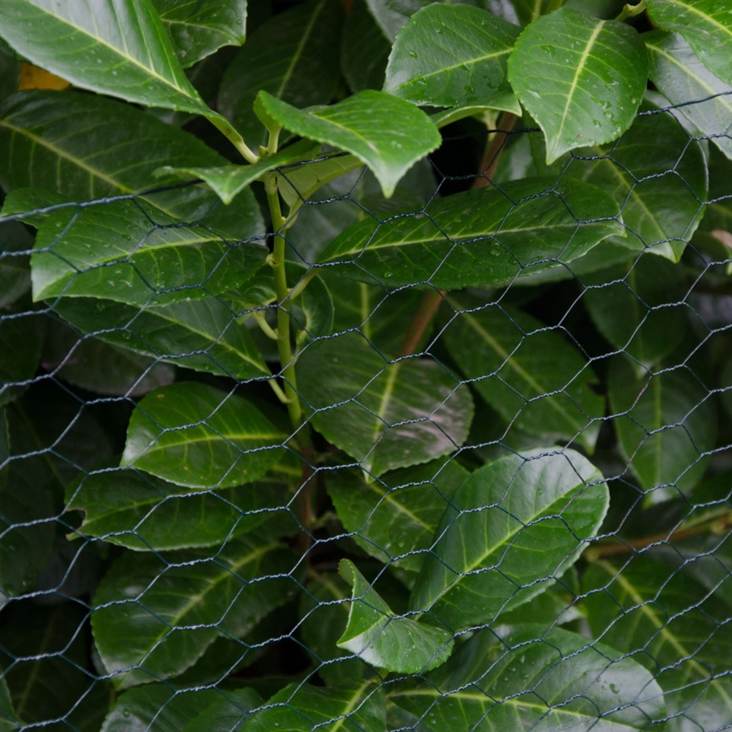 Grüner Niederberg Metall Maschendrahtzaun (25x25mm) vor Pflanzen, Zubehör für Zaunbau.